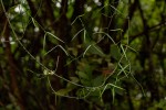 Periploca linearifolia