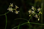 Periploca linearifolia