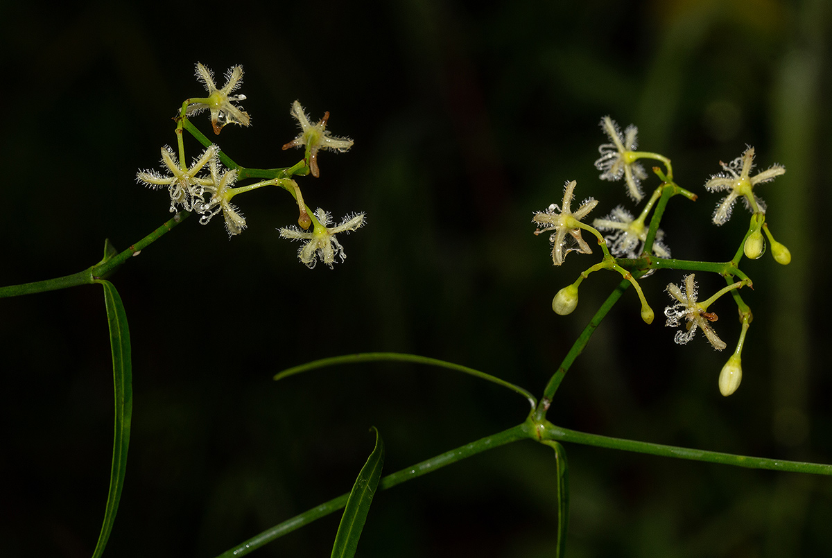 Periploca linearifolia