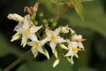 Solanum torvum