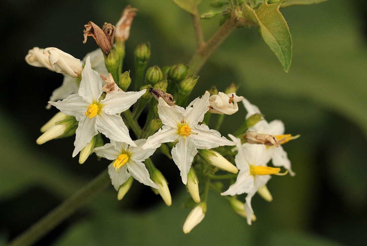 Solanum torvum