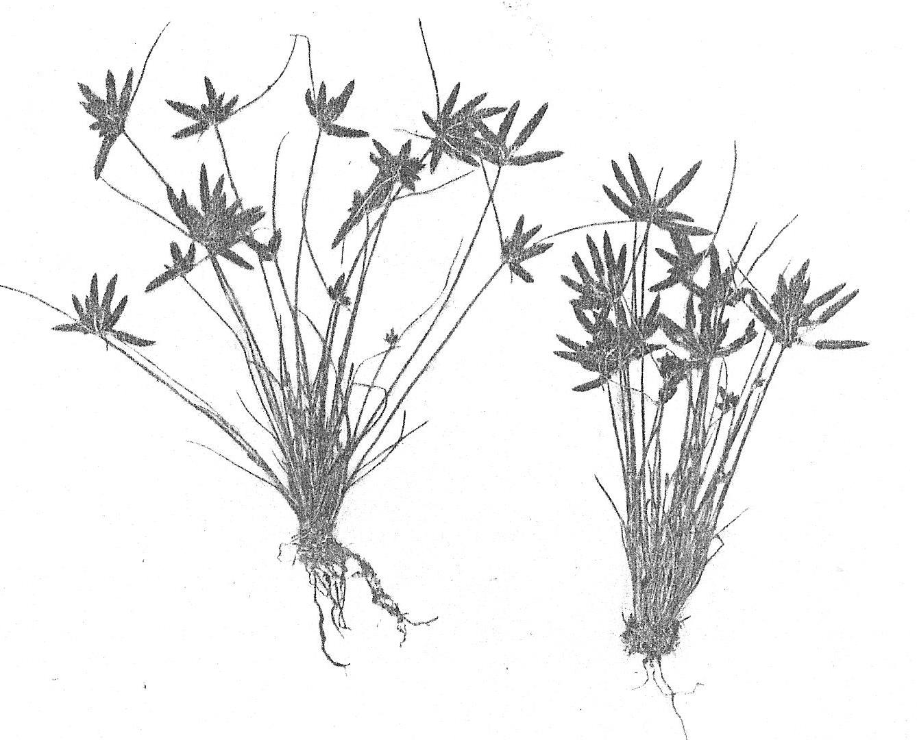 Pycreus capillifolius