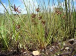 Pycreus capillifolius