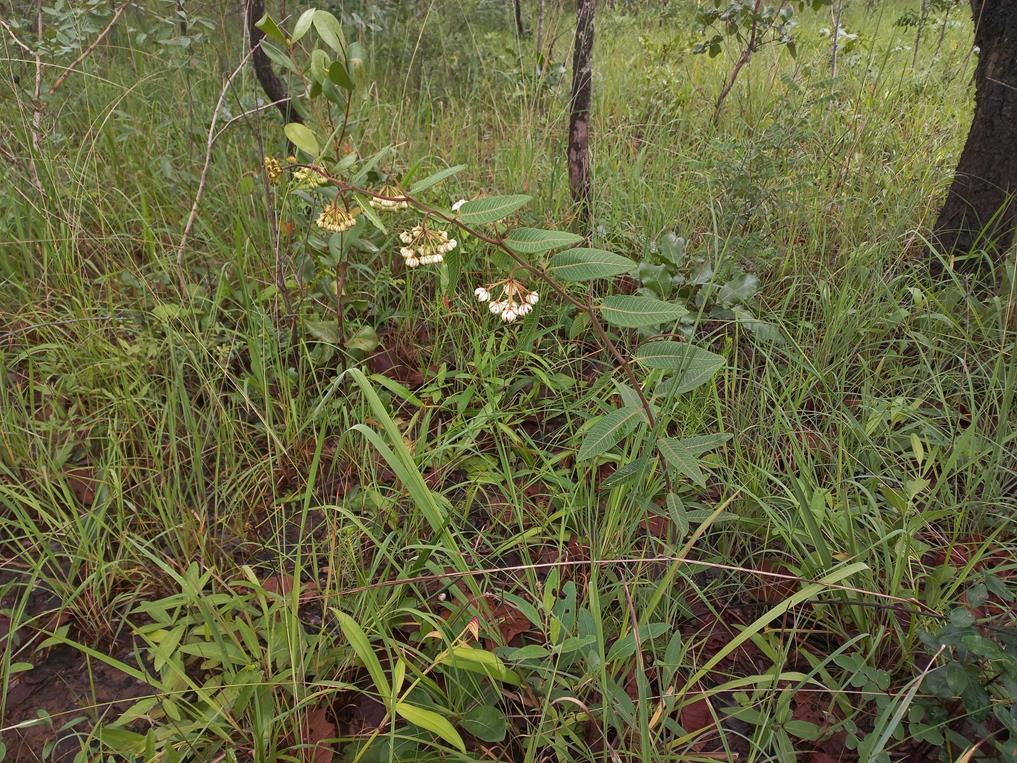 Pachycarpus lineolatus