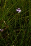 Buchnera quadrifaria