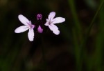 Buchnera quadrifaria