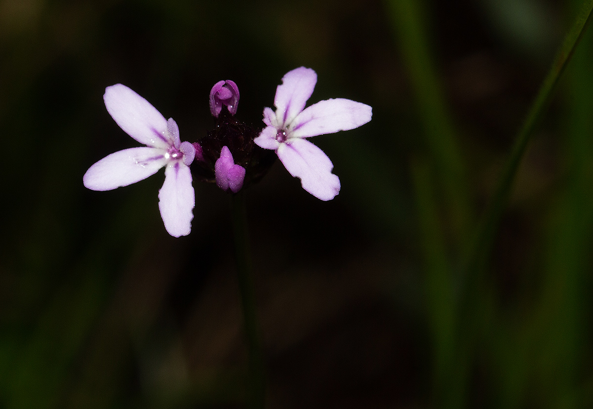 Buchnera quadrifaria