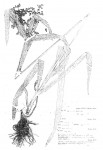 Cyperus renschii