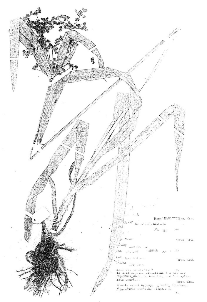 Cyperus renschii