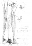 Cyperus renschii