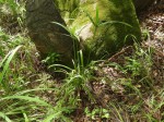 Cyperus renschii