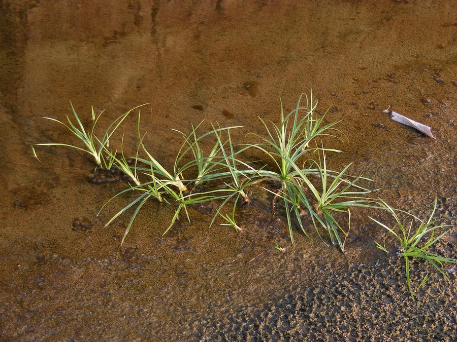 Pycreus mundtii