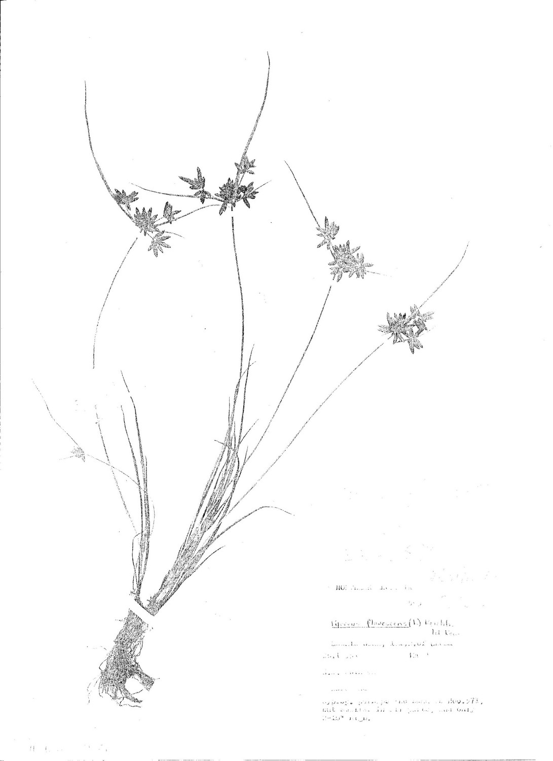 Pycreus flavescens