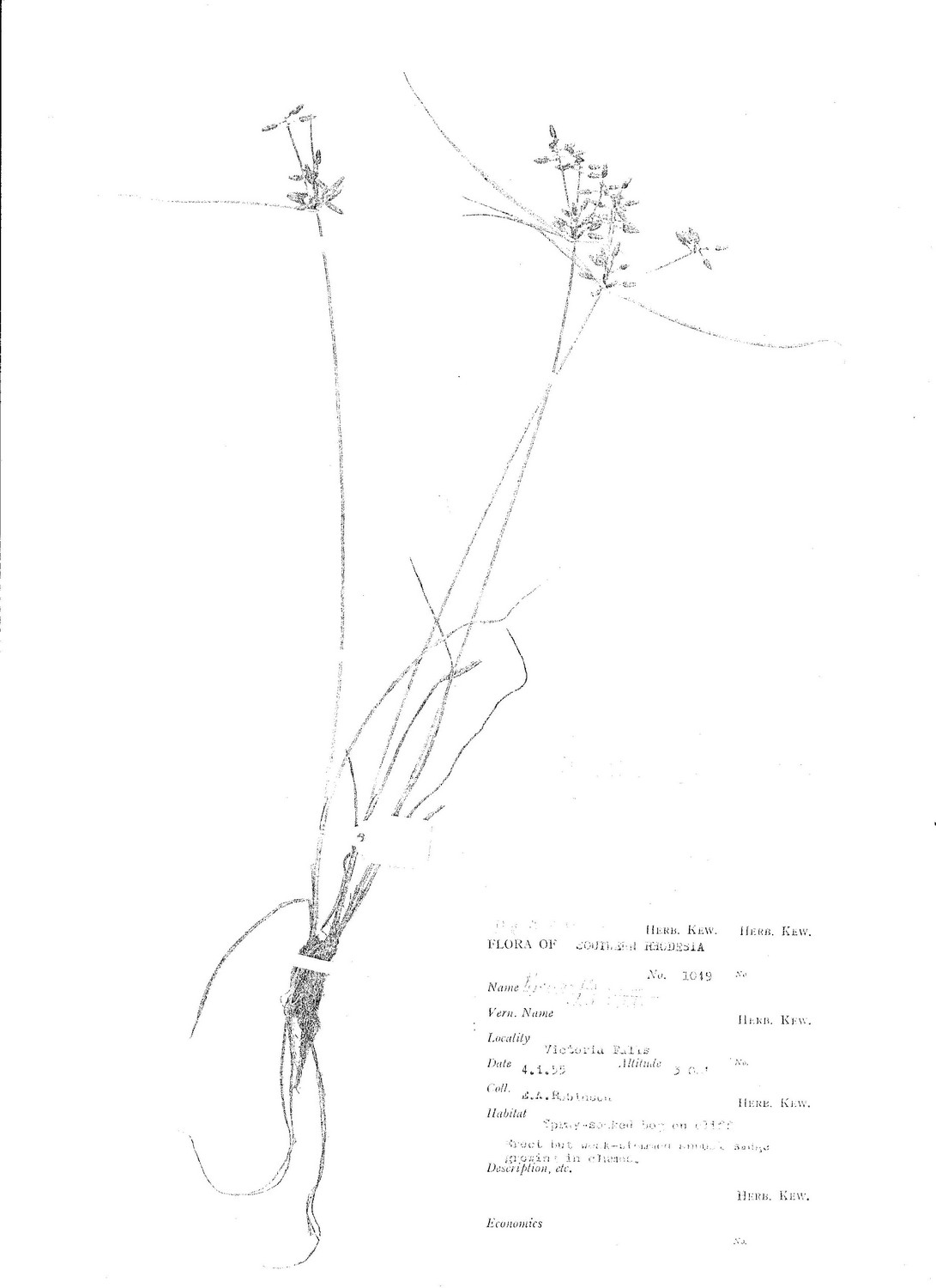 Pycreus flavescens