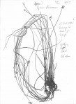 Pycreus flavescens