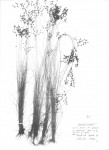 Bulbostylis pusilla subsp. congolensis