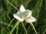 Cyperus niveus var. leucocephalus