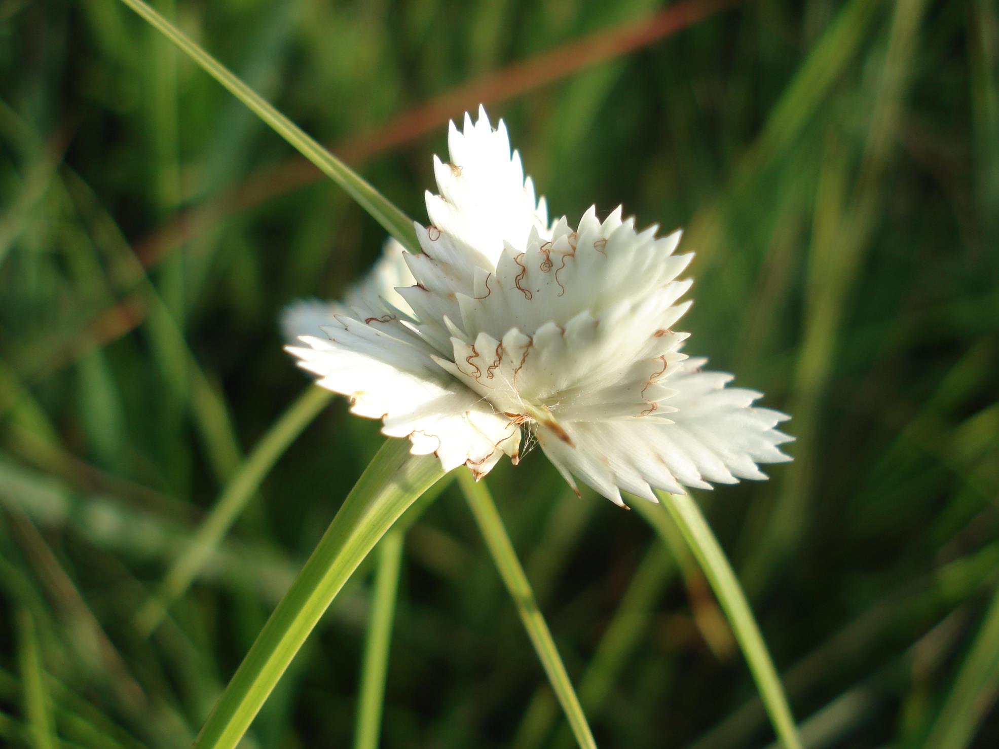 Cyperus niveus var. leucocephalus