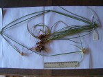 Cyperus niveus var. leucocephalus