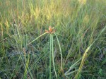 Cyperus niveus var. tisserantii