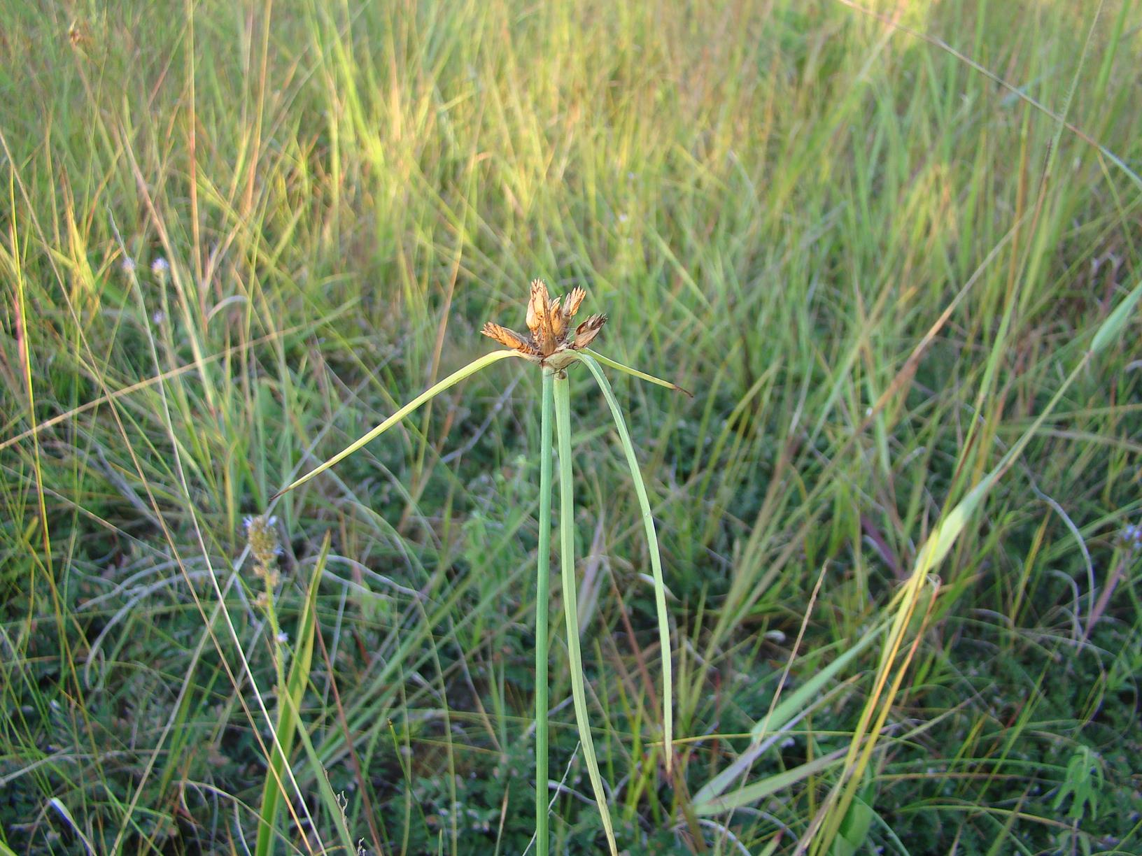 Cyperus niveus var. tisserantii