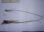 Cyperus niveus var. tisserantii