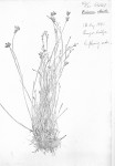 Fuirena stricta