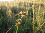 Fuirena stricta