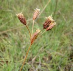 Fuirena stricta