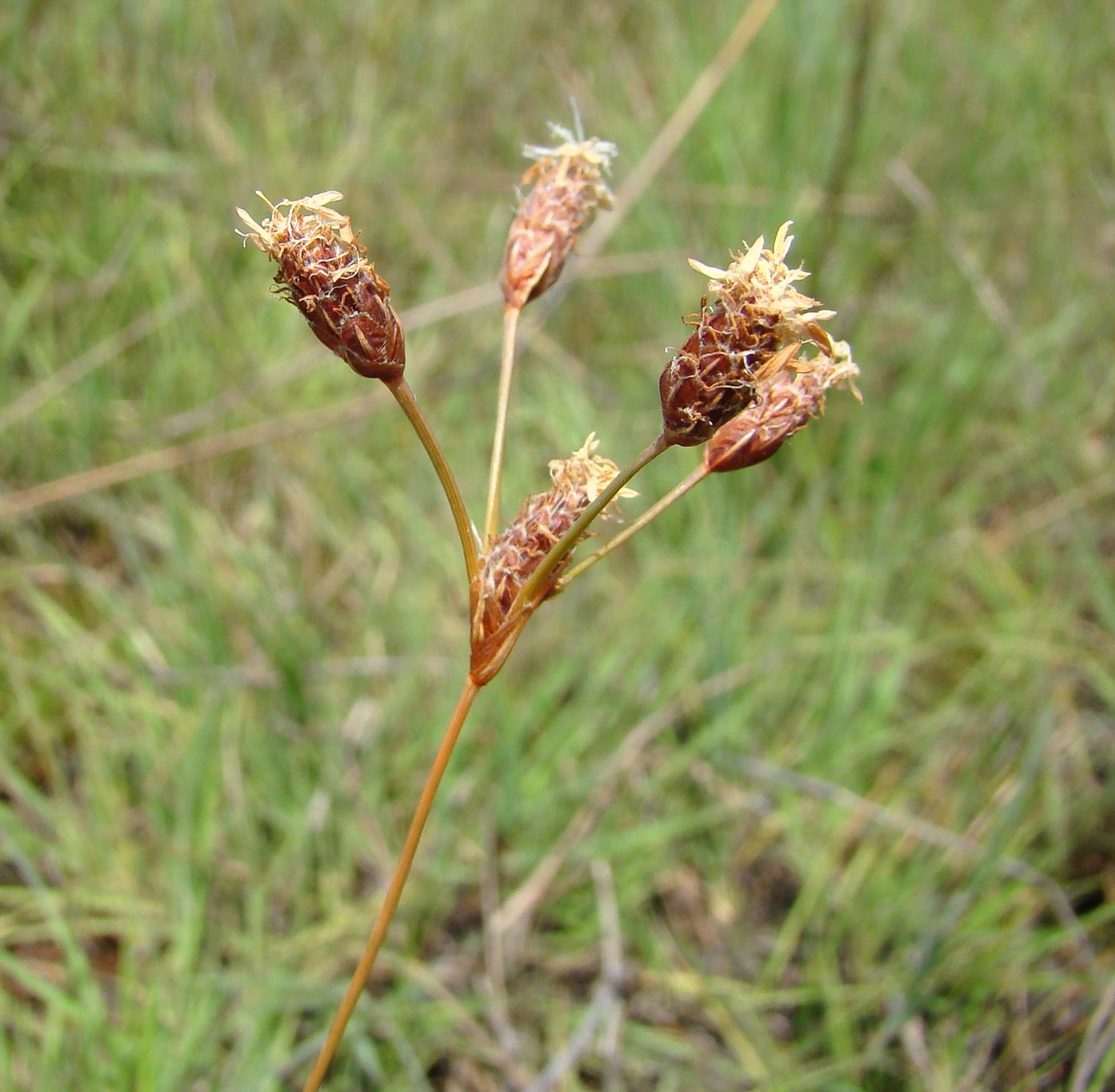 Fuirena stricta