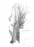 Rhynchospora brownii