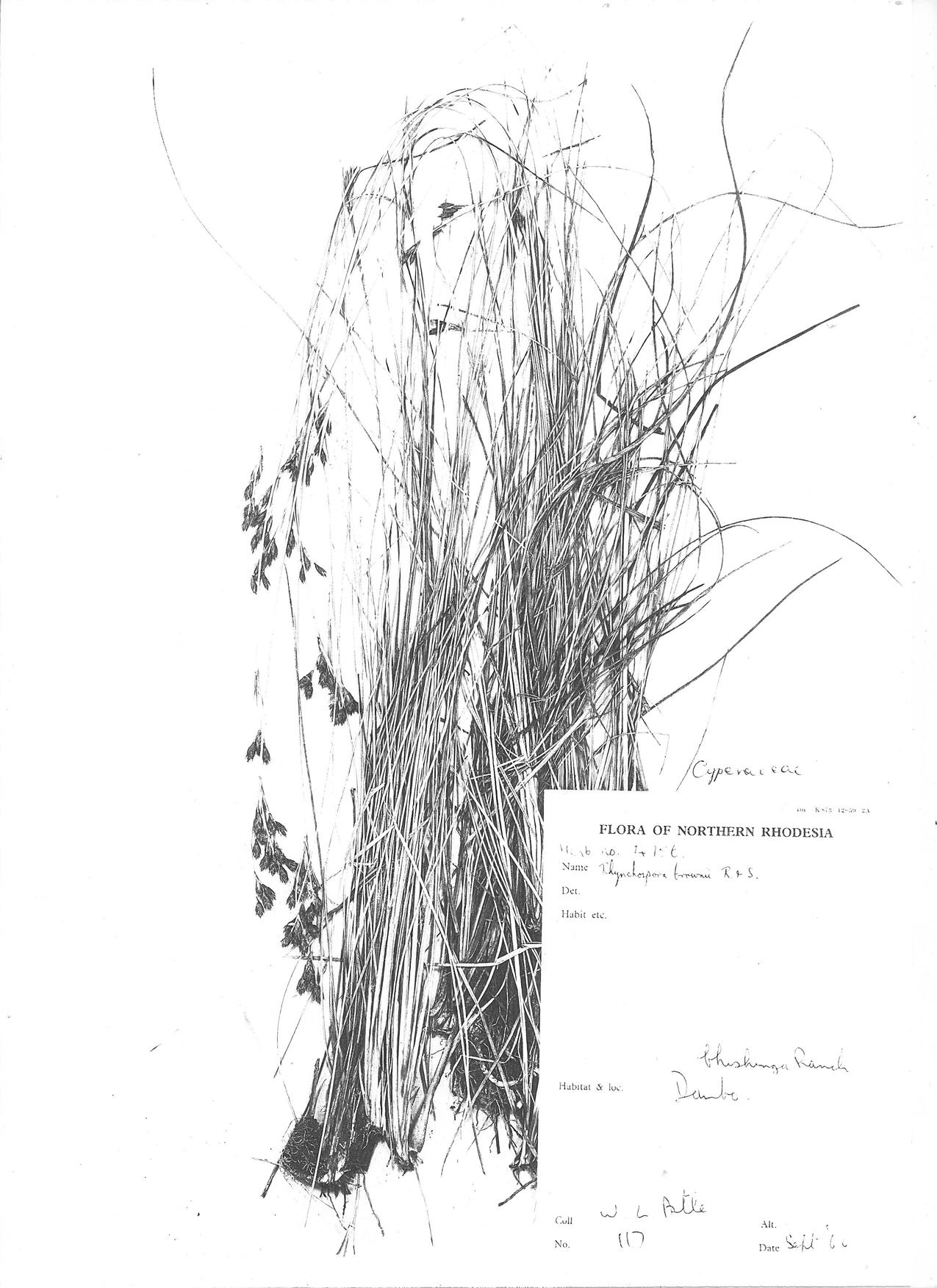 Rhynchospora brownii