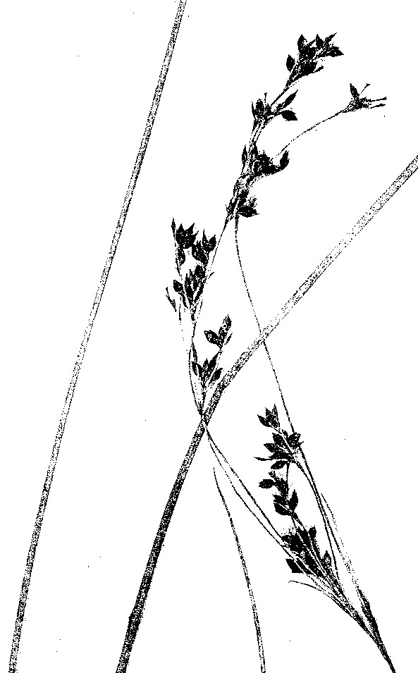 Rhynchospora brownii