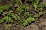 Rorippa madagascariensis
