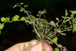 Rorippa madagascariensis