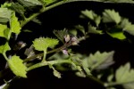 Rorippa madagascariensis