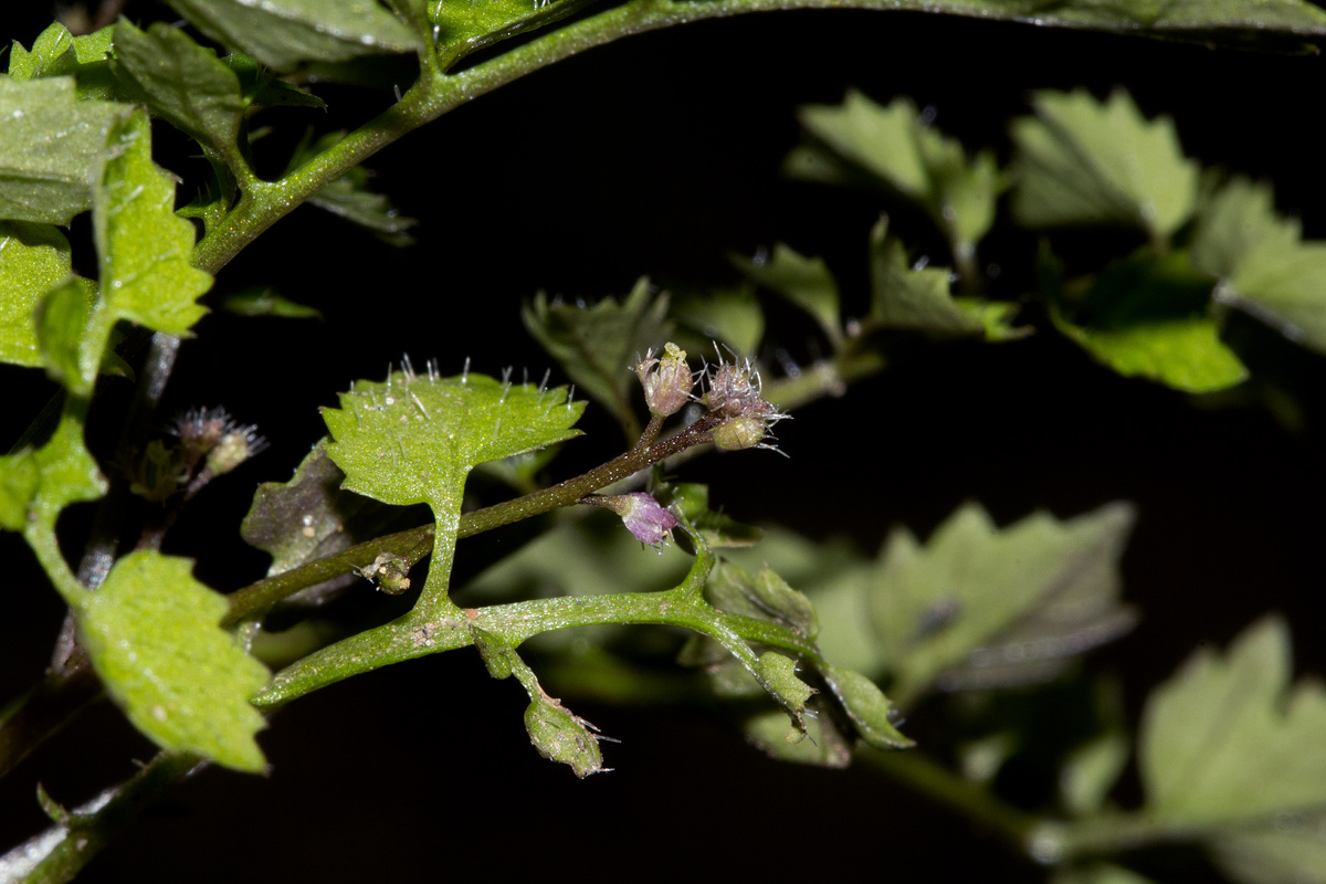 Rorippa madagascariensis