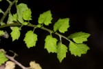 Rorippa madagascariensis