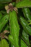 Triumfetta pilosa