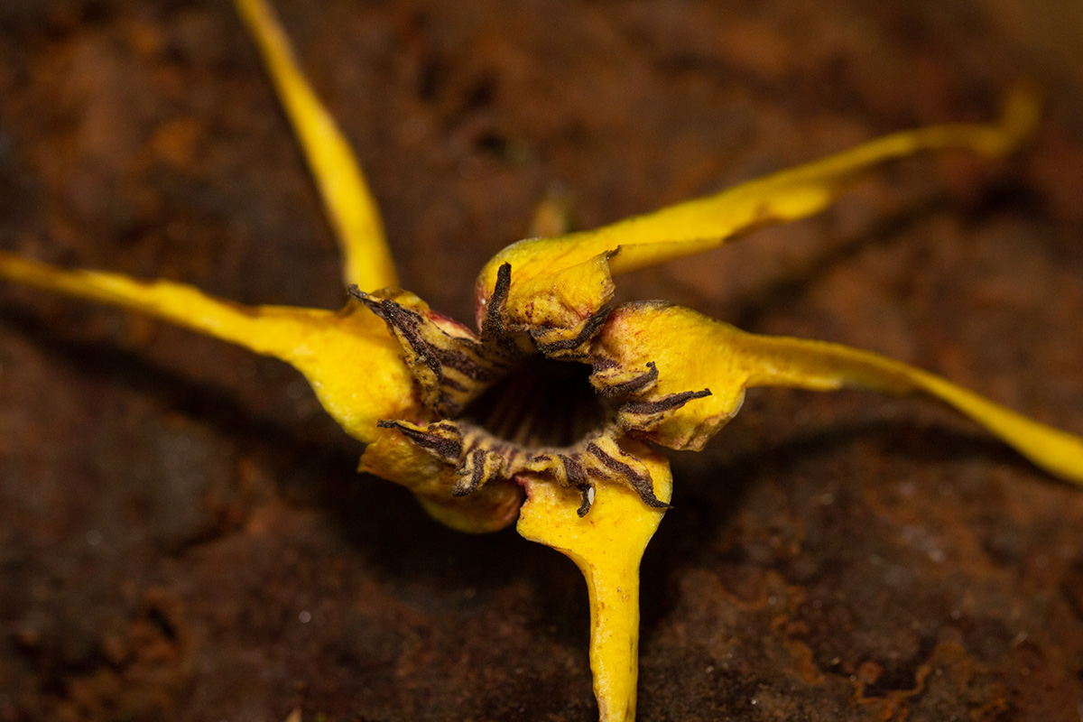 Strophanthus bequaertii