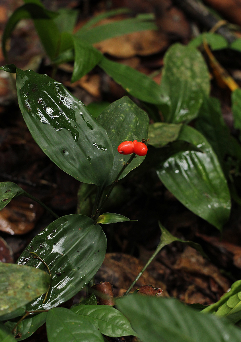 Dracaena aubryana