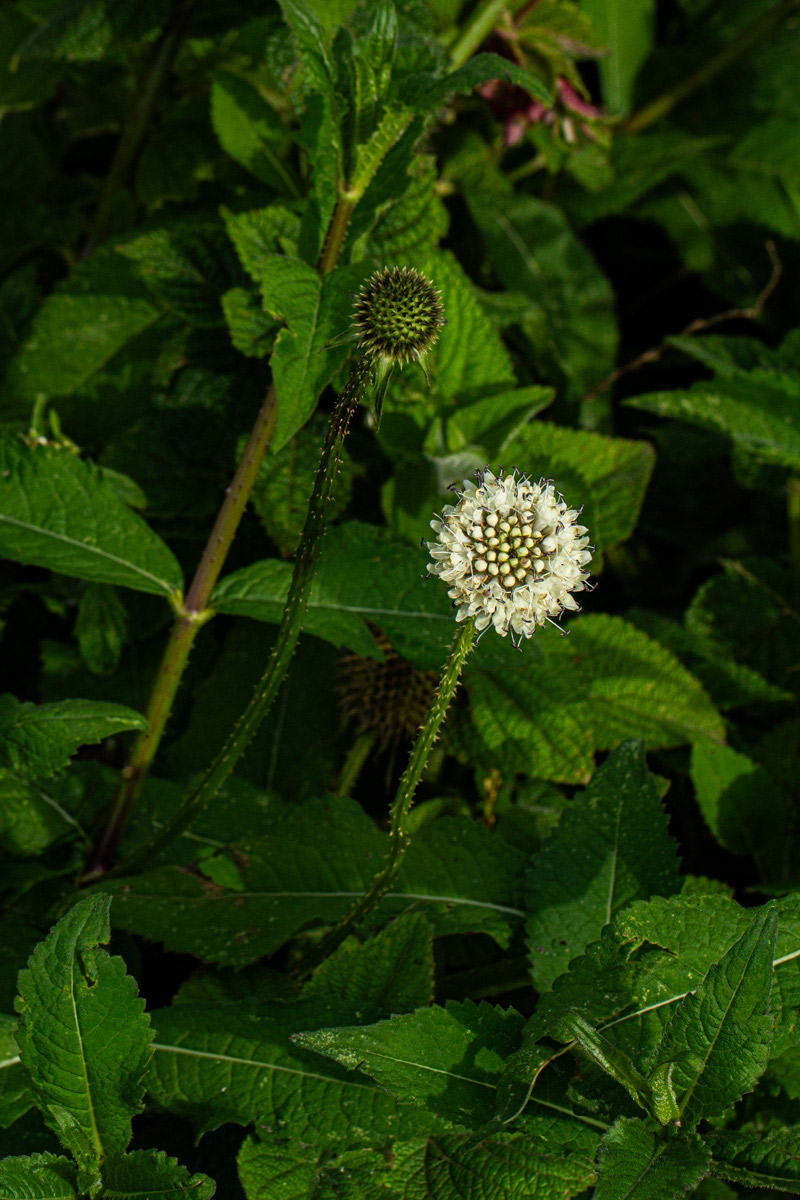 Dipsacus pinnatifidus