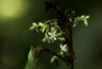 Stanfieldiella imperforata var. imperforata
