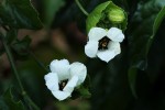 Momordica cissoides