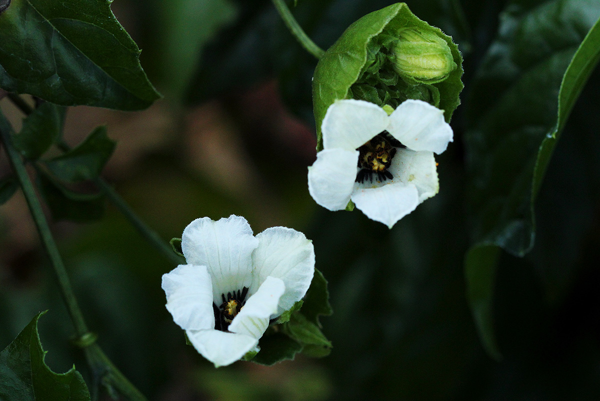 Momordica cissoides Momordica cissoides