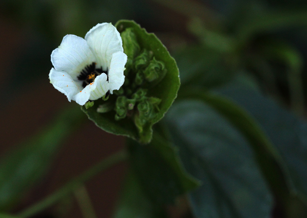 Momordica cissoides Momordica cissoides