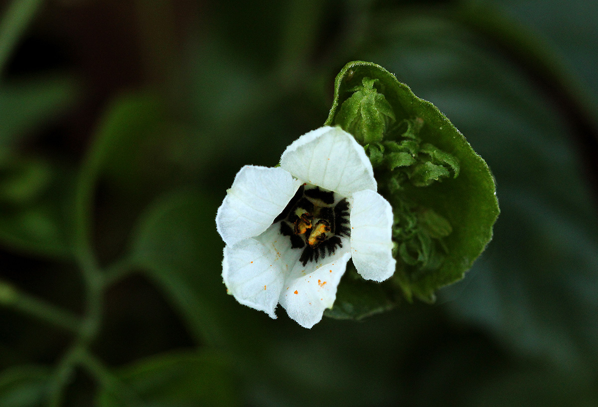 Momordica cissoides Momordica cissoides