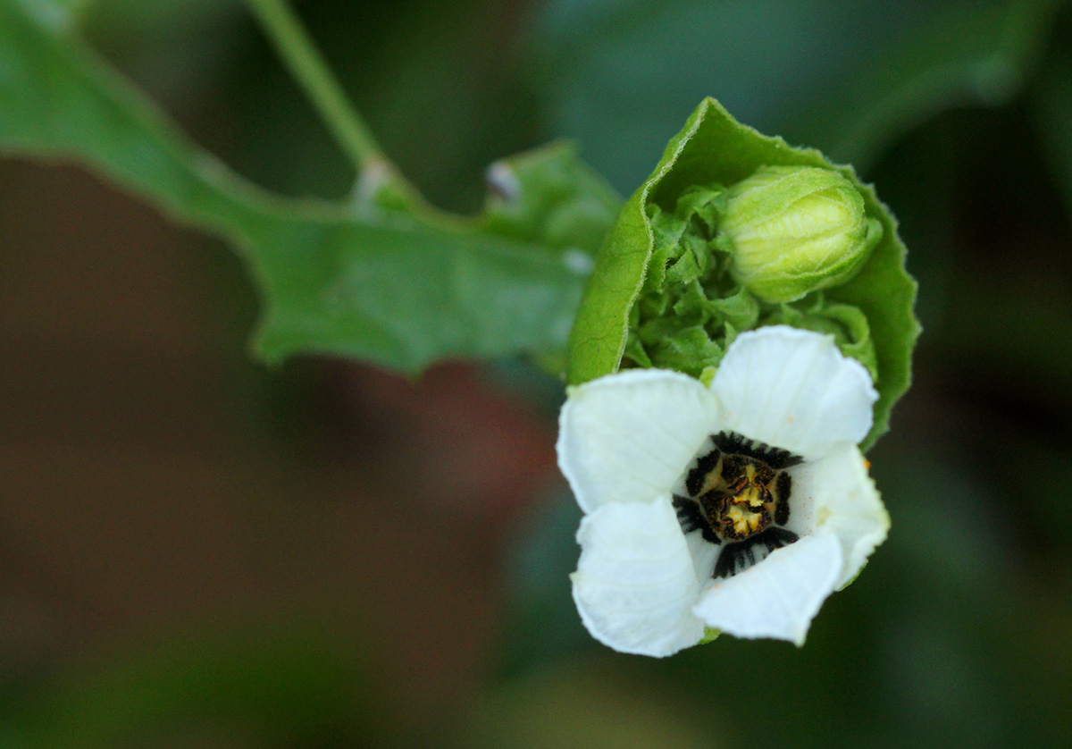 Momordica cissoides Momordica cissoides