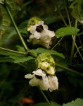 Momordica cissoides