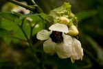 Momordica cissoides